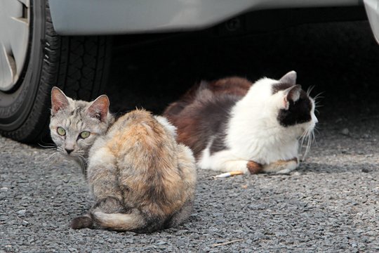 街のねこたち