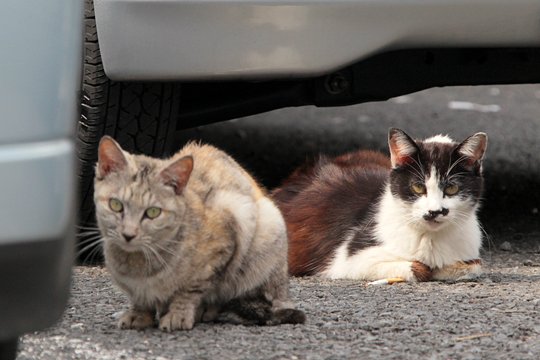 街のねこたち