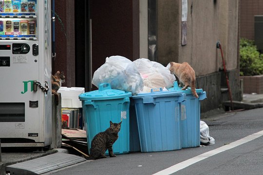 街のねこたち