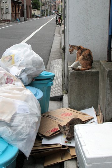 街のねこたち