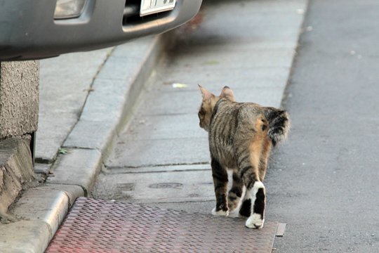 街のねこたち