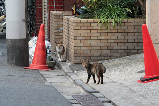 街のねこたち
