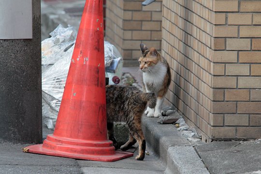 街のねこたち