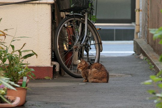 街のねこたち