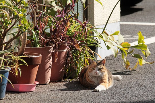 街のねこたち