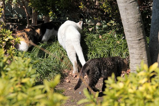 街のねこたち