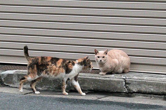 街のねこたち