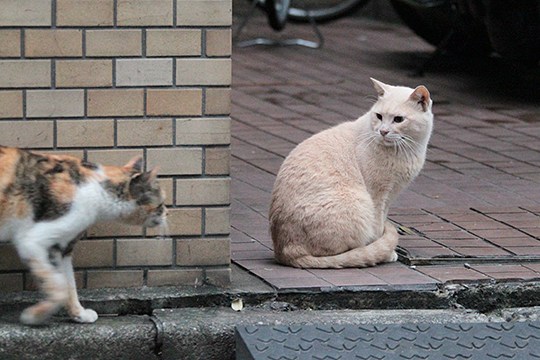 街のねこたち