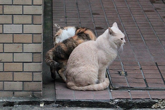 街のねこたち
