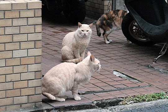 街のねこたち