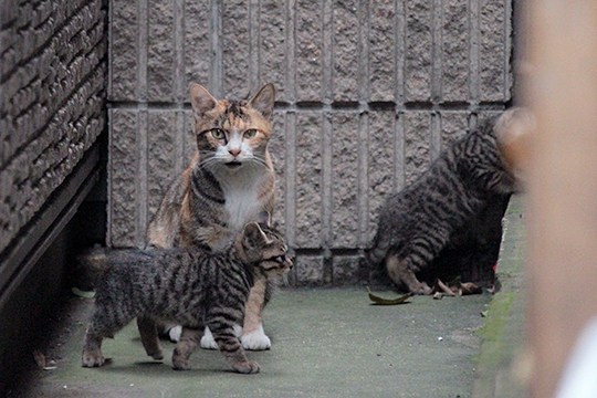 街のねこたち
