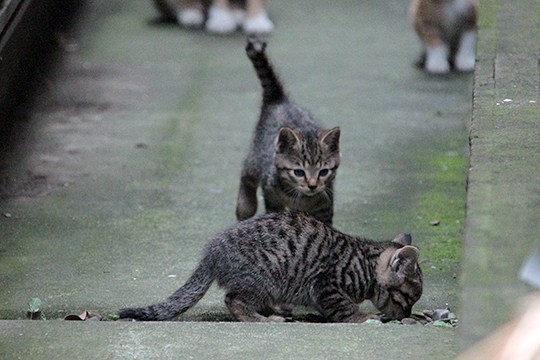 街のねこたち