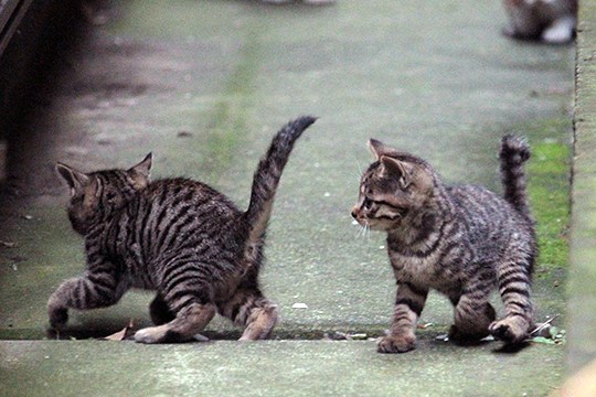 街のねこたち