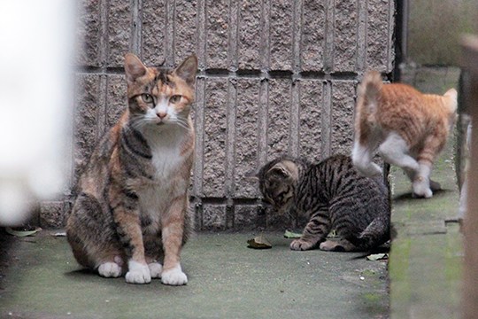 街のねこたち