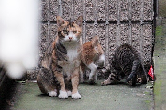 街のねこたち