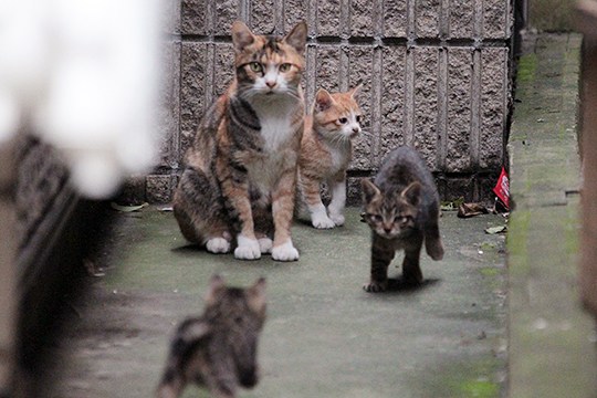 街のねこたち