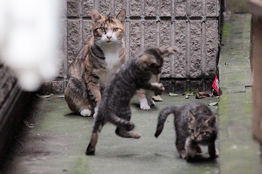 街のねこたち