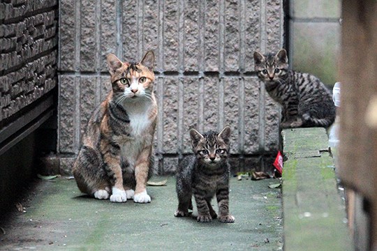 街のねこたち