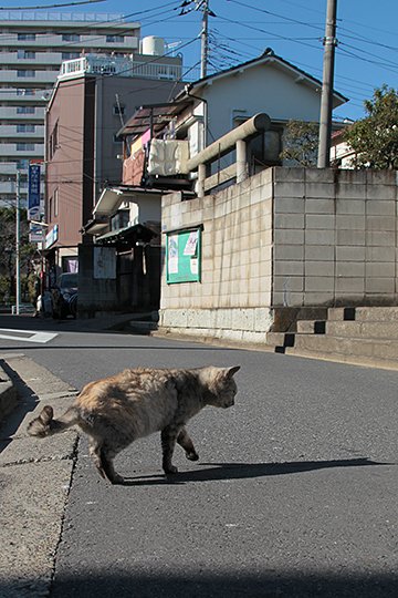 街のねこたち
