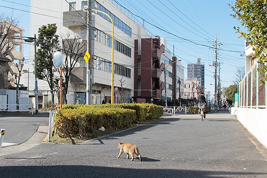 街のねこたち
