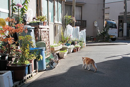 街のねこたち