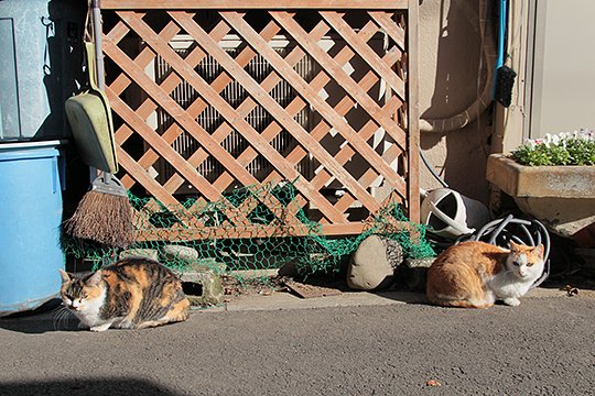 街のねこたち