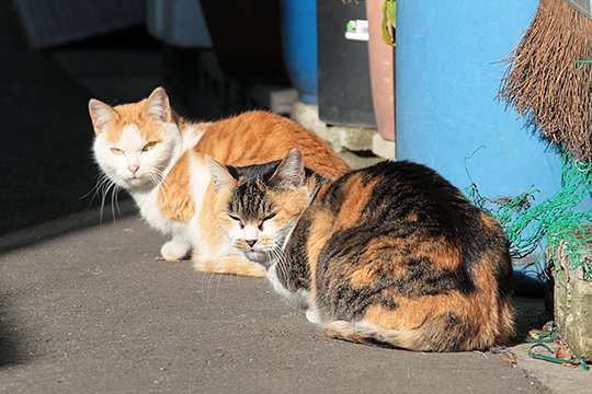 街のねこたち