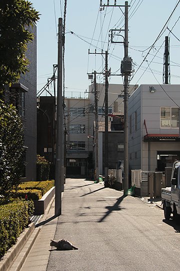 街のねこたち
