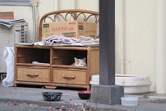 街のねこたち