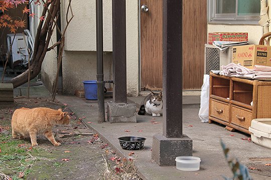 街のねこたち