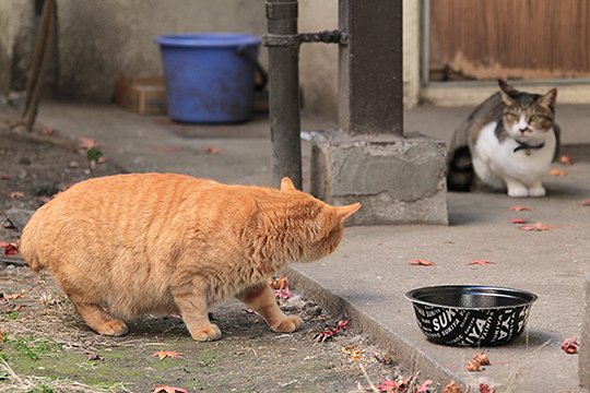 街のねこたち