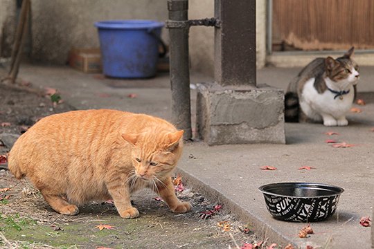 街のねこたち