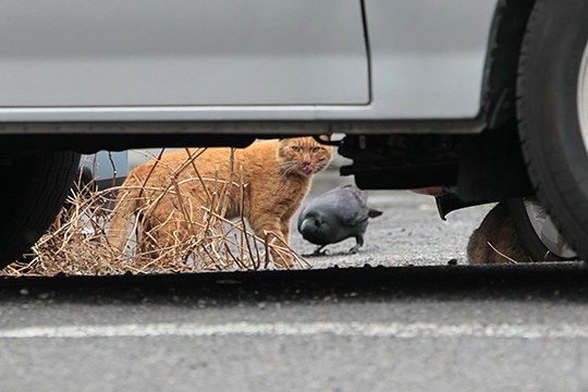 街のねこたち