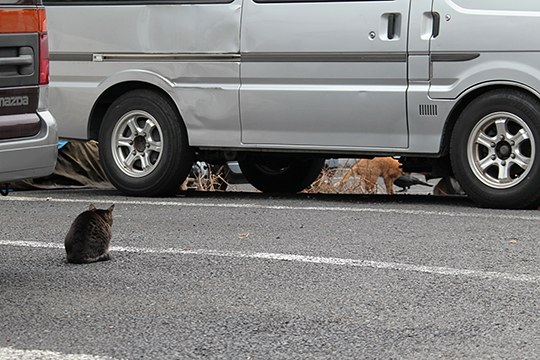 街のねこたち