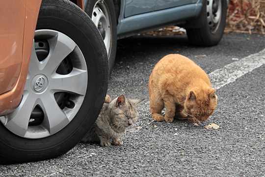 街のねこたち