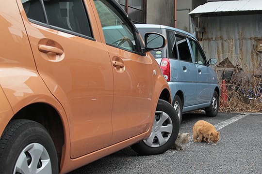 街のねこたち