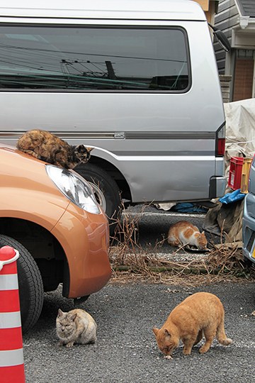 街のねこたち