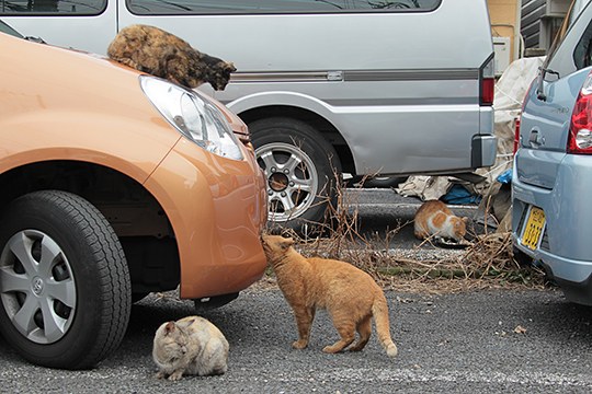 街のねこたち
