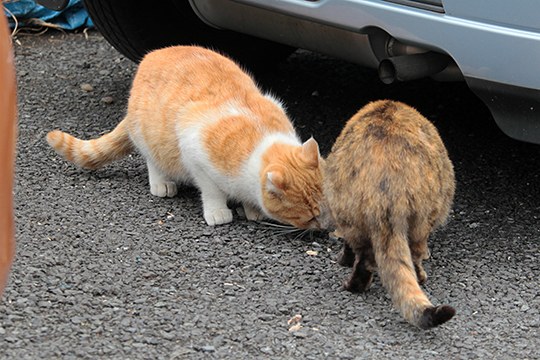街のねこたち