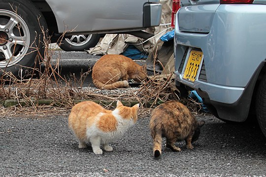 街のねこたち