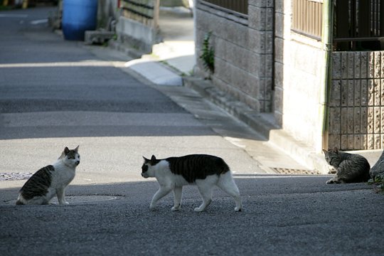 街のねこたち