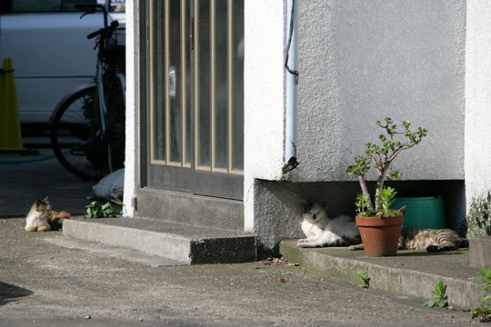 街のねこたち