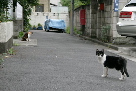 街のねこたち