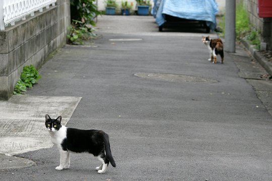 街のねこたち
