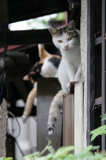 街のねこたち