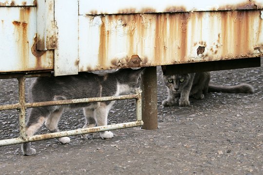 街のねこたち