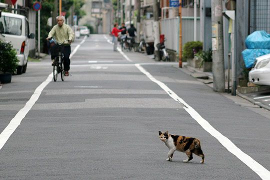 街のねこたち