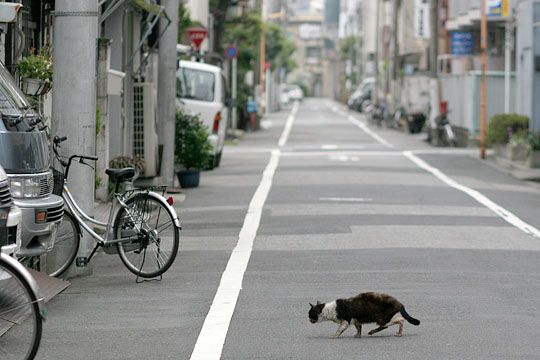 街のねこたち