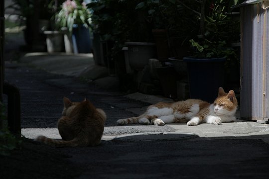 街のねこたち