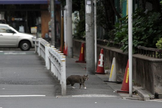 街のねこたち